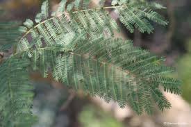 Image result for Acacia polyacantha