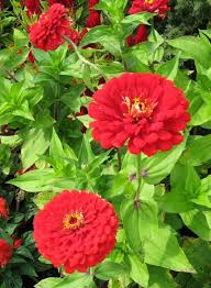 How To Plant Grow And Care For Zinnia Flowers Zinnia Flowers Pretty Flowers Planting Flowers