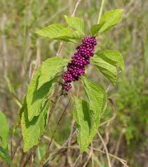 Image result for Rhynchosia micrantha