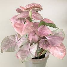 How To Grow Pink Arrowhead Plant Nepthytis Syngonium Www Houseplant411 Blog Egzotik Cicekler Bitki Ev Bitkileri