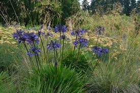 Image result for Agapanthus campanulatus