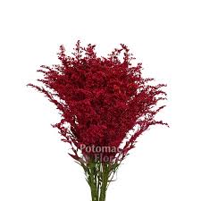 Image result for Solidago