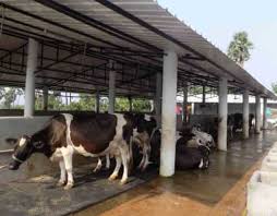 Dairy Project 50 Cows Business Plan 50 Cows Model Apicol