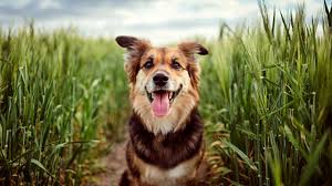 Fare yoga con il cane. Voa0tbfsqipeom