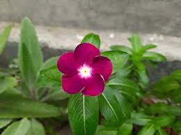 Image result for Catharanthus