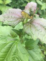 Image result for Chromolaena