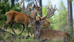 Der schweizer nationalpark zernez im engadin ist bisher der einzige seiner art in der schweiz. Schweizer Nationalpark Welche Tiere Sie Hier Entdecken Konnen