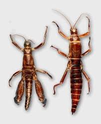 The Lord Howe Island Tree Lobster Extinction Australian Native Animals Conservation Activities