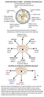 Instant Anatomy Head And Neck Areas Organs Eye Orbit