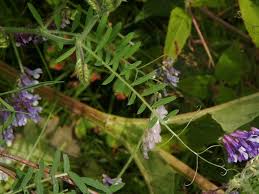 Image result for Xerophyta villosa