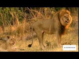 Aslan Ciftlesmesi Belgeseli Izle Turkce Dublaj Hayvanlar Alemi Hd Youtube