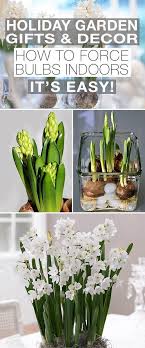 Forcing Paperwhites Bulbs In Water 101 Gardening Garden Gifts Planting Bulbs Bulb Flowers