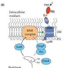 Pdf Escherichia Coli Surface Display For The Selection Of Nanobodies