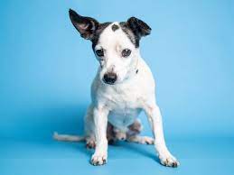 Learn more about arizona animal welfare league & spca in phoenix, az, and search the available pets they have up for adoption on petfinder. Adopt A Pet Frankie And More In Phoenix Area Shelters This Week