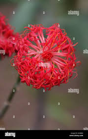 Image result for Kleinia abyssinica