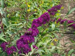 Kaum eine andere gehölzgattung blüht so opulent, ausdauernd und schnell. Buddleja Royal Red Sommerflieder Rot Schmetterlingsstrauch Buddleja Davidii Royal Red Sommerflieder Royal Red Rot