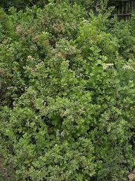 Image result for Pluchea dioscoridis