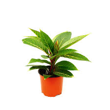 Image result for Sanchezia