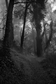Black And White Woods Picture Black White Woods Nature Beautiful Nature Scenery