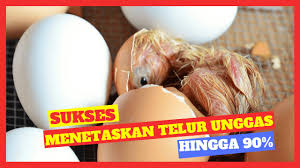 Maybe you would like to learn more about one of these? Cara Menetaskan Telur Ayam Petelur Dengan Lampu Archives Hobi Ternak