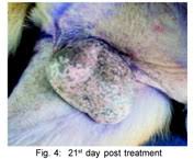 Image result for scrotum dog skin peeling