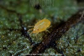 Image result for Tetranychidae grapevine