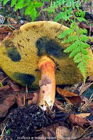 Image result for Boletus badius