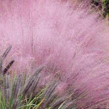 November 2010 Gardenwise Blog Ornamental Grasses Plants Planting Flowers