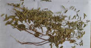 Image result for Phyllanthus pentandrus