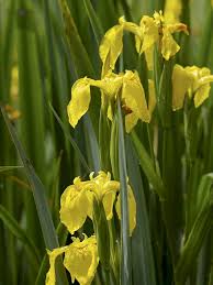 Image result for Iris pseudacorus