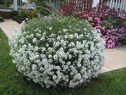 Pin On Windowboxes