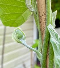 Image result for Ipomoea verbascoidea