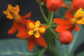 Image result for Aspidoglossum