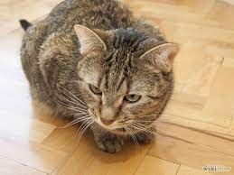Cats Google Search Tabby Cat Cats Cat Shelter