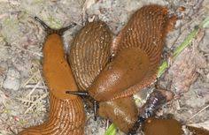 Naturlicher Schneckenschutz Die Effektivsten Mittel Schnecken Im Garten Schneckenschutz Garten