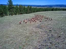 Maybe you would like to learn more about one of these? Oregon Recreational Land For Sale Landflip