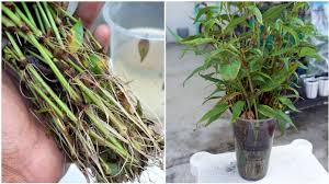 Join us for more daun kesum sales and have fun shopping for products with us today! How To Grow Vietnamese Mint Cara Tanam Keratan Daun Kesum Youtube