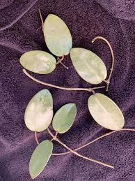 Our hoya silver dollar sold out after only being listed for two days! Hoya Silver Dollar Mb 1405 Ag Aroids In The Desert Facebook