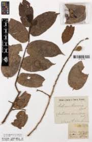 Image result for Antiaris