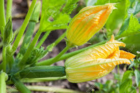 Male and female zucchini flowers pictures. Male And Female Flowers Of Zucchini Close Up Stock Photo Picture And Royalty Free Image Image 61312247