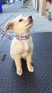 Top 10 Most Loyal Dog Breeds In 2020 Cute Animals Cute Baby Animals Cute Dogs