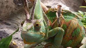 Veiled Chameleon Diet Guide Food List Included Veiled Chameleon Chameleon Food Lizard
