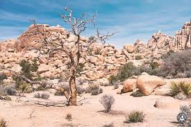 With 12 campgrounds to choose from, joshua tree is a great choice for a camping trip. Unser Ultimativer Joshua Tree National Park Camping Guide Feel4nature