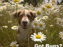 Read This If Your Dog Eats Bugs Dog Discoveries
