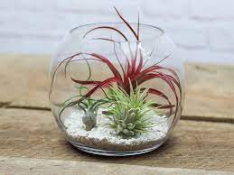 Tillandsia air plants in handblown glass terrariums. Glass Tabletop Air Plant Terrarium Air Plant Design Studio
