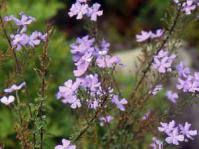 Image result for Jamesbrittenia integerrima