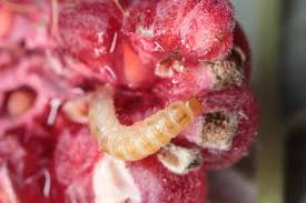 Eventually, little 'worms' hatch out. How To Control Raspberry Fruitworms Gardener S Path