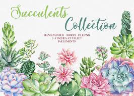 Download Watercolor Succulents Clipart Succulent Clipart Succulent Watercolor Cactus Watercolor Clipart Cactus Wedding Sunflowers Clipart Acv Store