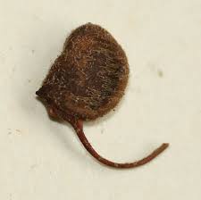 Image result for Marsilea farinosa