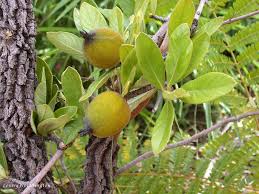 Image result for Catunaregam